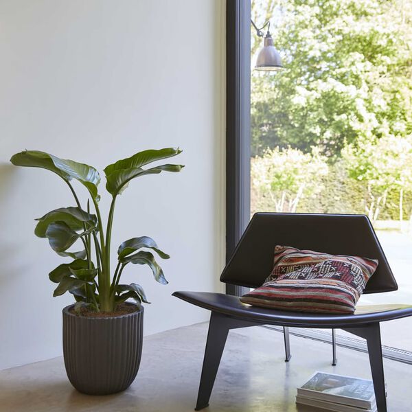 Capi olveida puķu kaste Urban Tube, 35x34 cm, melna, KBLT932