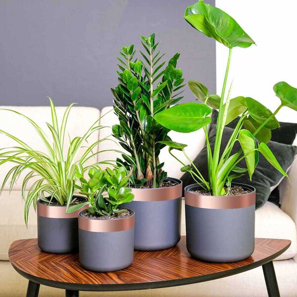 vidaXL Vara lente 6 pcs Var&scaron; 2000 x 5 cm Var&scaron;