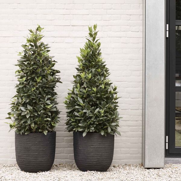 Capi puķu kaste Nature Row, olveida, 35x34 cm, melna, PKBLRO932