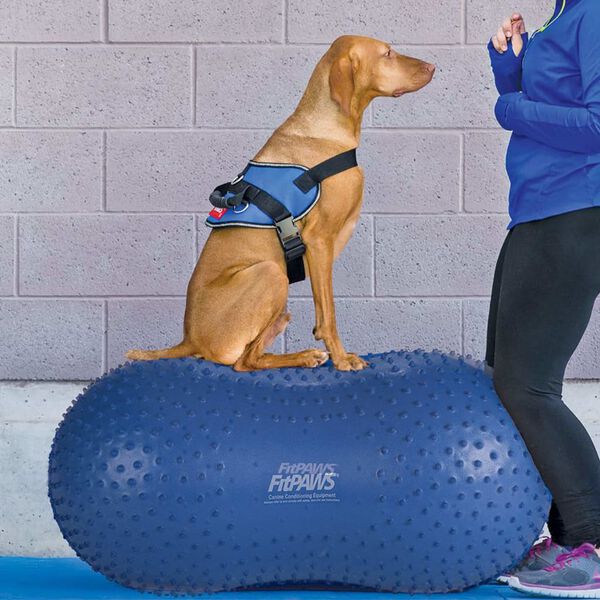 FitPAWS dzīvnieku līdzsvara platforma Trax Peanut, 60 cm, zila