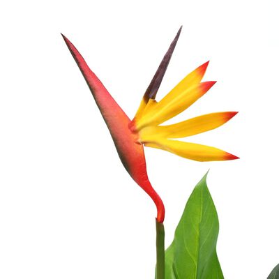 vidaXL mākslīgais augs, Karaliskā strelīcija, Paradīzes putns, 66 cm