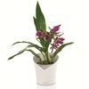 425623 LECHUZA Planter "ORCHIDEA ALL-IN-ONE" Matt White