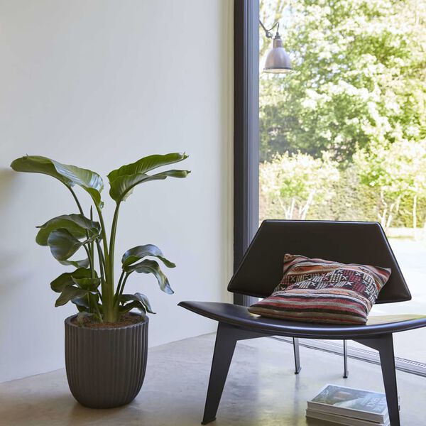 Capi olveida puķu kaste Urban Tube, 54x52 cm, melna, KBLT935