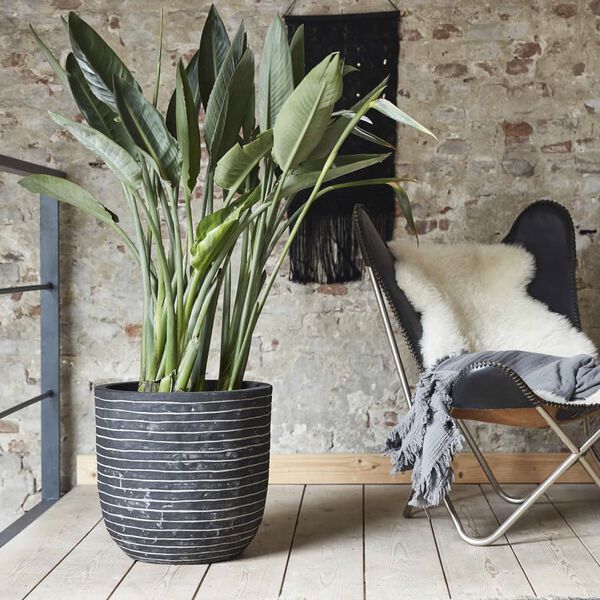 Capi olveida puķu kaste Nature Row, 54x52 cm, antracītpelēka, KRWZ935