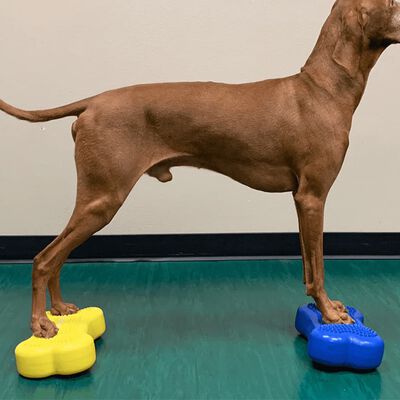 FitPAWS suņu līdzsvara platformas Mini K9FITbone, 2 gab., 29x16,5x6 cm
