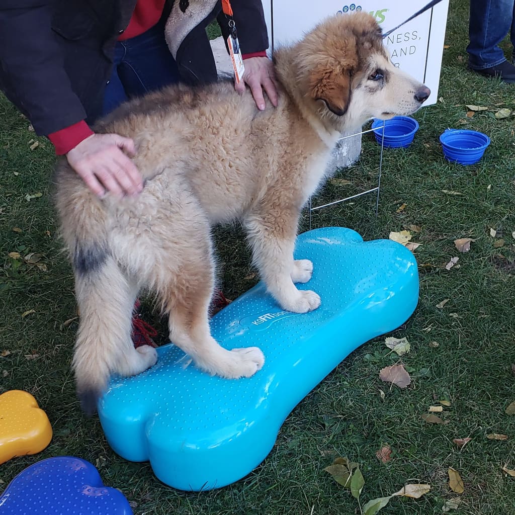 FitPAWS dzīvnieku līdzsvara platforma Giant K9FITbone, ūdens zils PVC